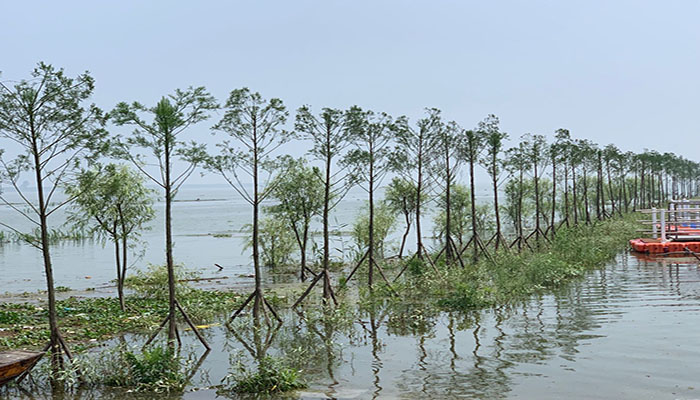 圖2： 南洞庭湖區水鬆生態景觀帶guanw