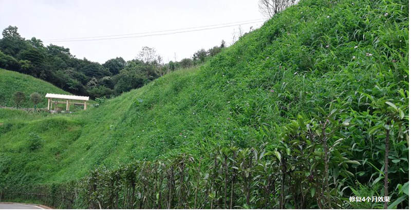 醴陵市國土資源局後山護坡生態覆綠項目