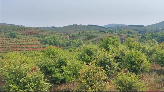 常寧萬畝荒山廢山生態草莓视频污在线產業化新模式——萬畝油茶基地