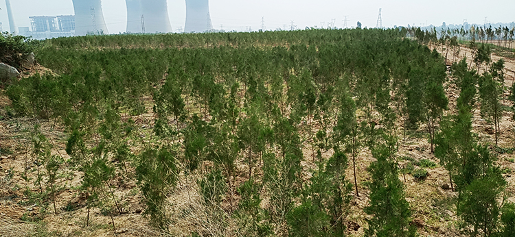 鶴壁市淇濱區南太行地區山水林田湖草生態保護草莓视频污在线工程