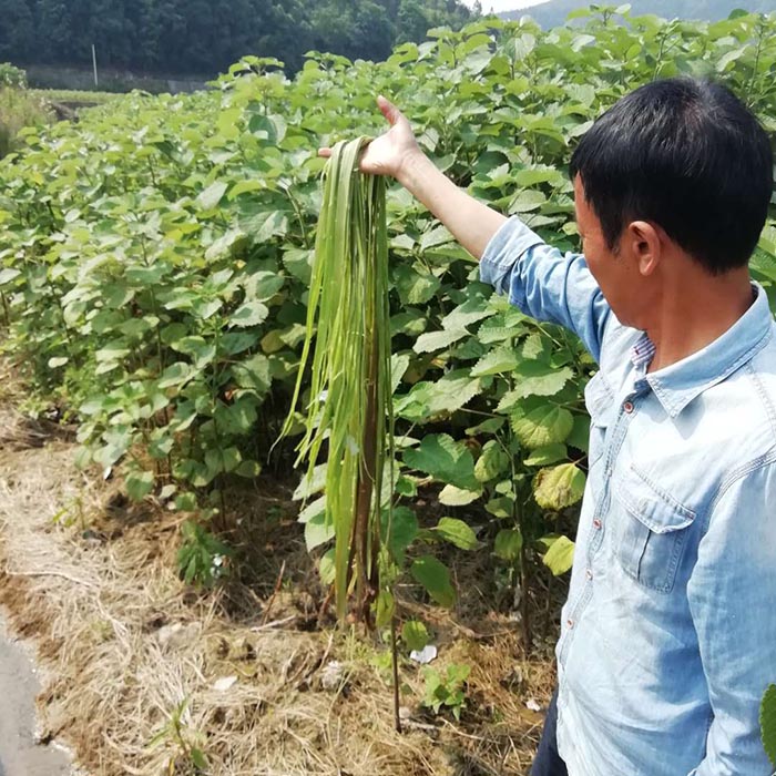 貴州省銅仁市生態草莓视频污在线與精準扶貧示範區