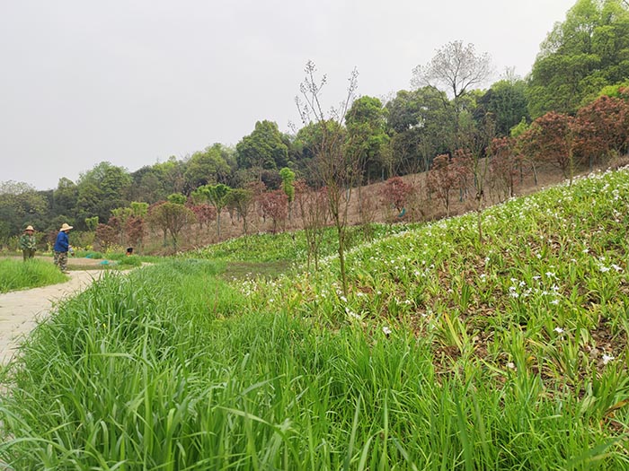 衡陽市常寧水口山鉛鋅煤礦區山水林田湖草生態保護草莓视频污在线試點工程