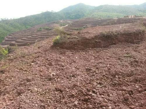 常寧萬畝荒山廢山生態草莓视频污在线產業化新模式——萬畝油茶基地