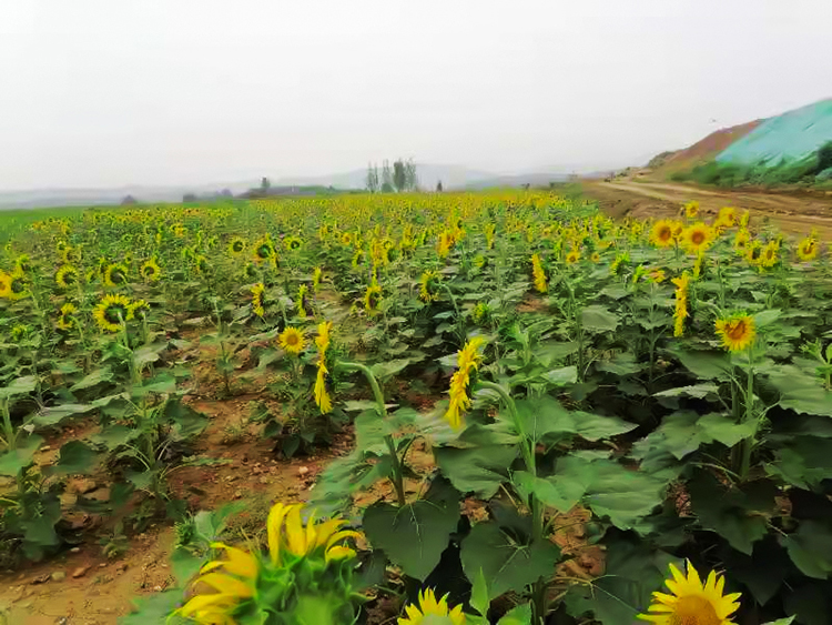 鶴壁市淇濱區南太行地區山水林田湖草生態保護草莓视频污在线工程